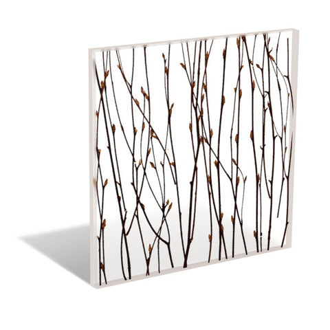 Natural - Birch